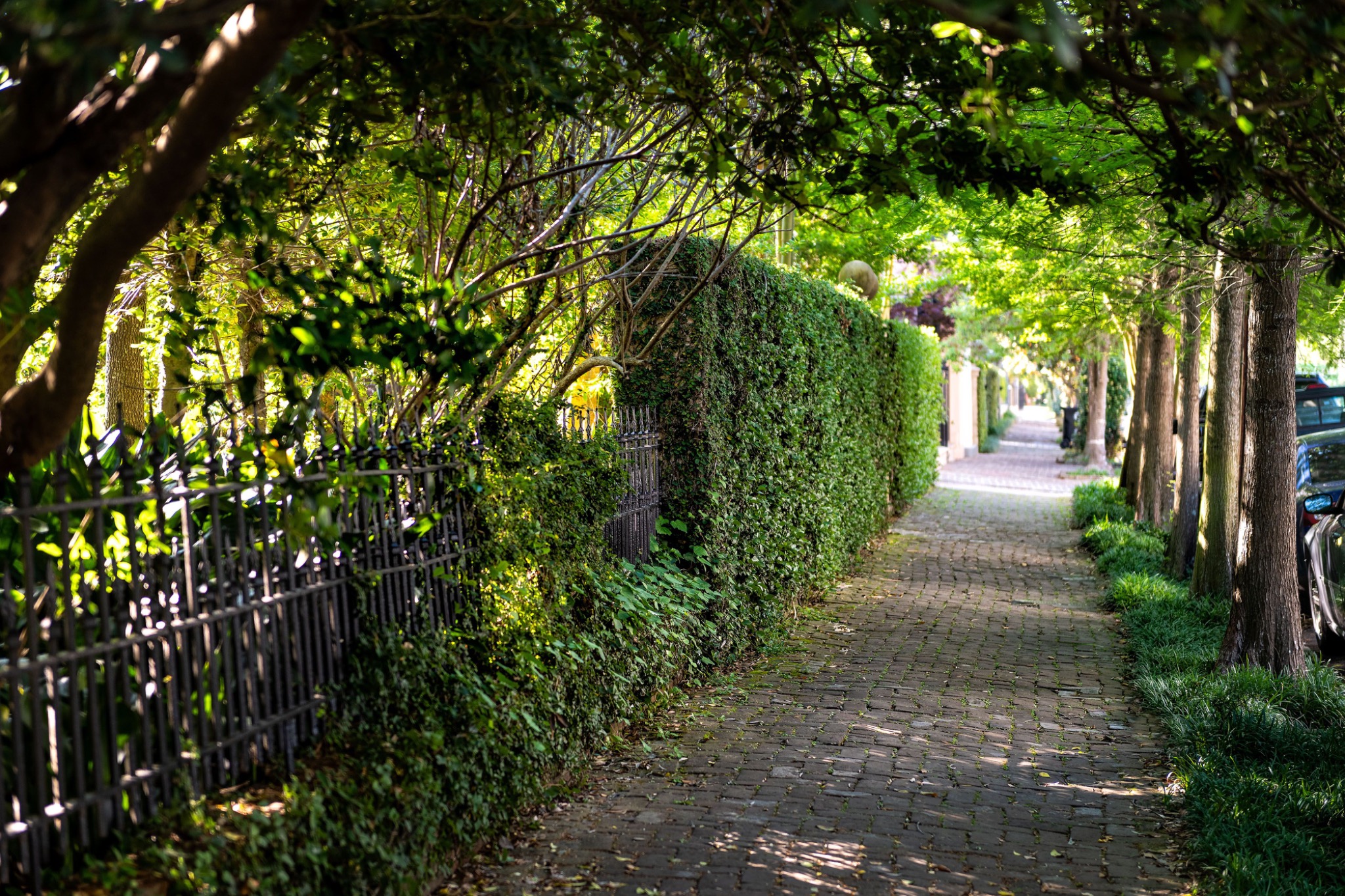 Peaceful walkway lined with sage-green foliage and soft morning light